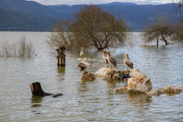 Gölyazı Pelikanları
