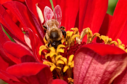 盡情享用的蜜蜂