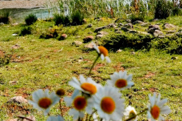 Sessizliğin Beyaz Çiçekleri