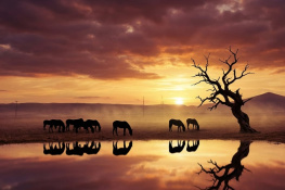 Belyazı Pilit Ormanı 