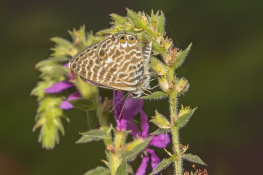 Mavi Zebra Kelebeği