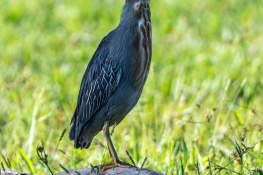 Fotografando aves