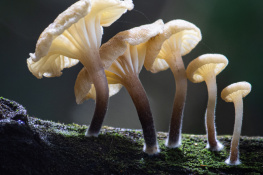 Cogumelos