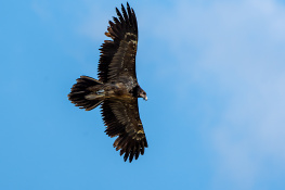 Sakallı akbaba / Bearded Vulture / Gypaetus barbat