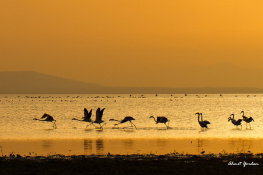 Flamingolar