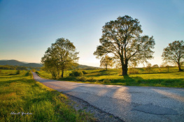 Yol