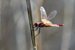 Yusufçuk