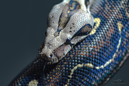 Boa Yılanı - Boa constrictor