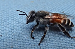 Sweet visitor
