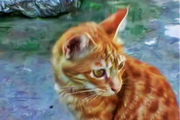 'Tiger' 