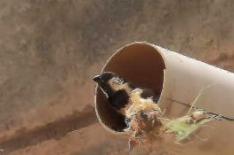 Sparrow at Nest