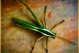 Insect