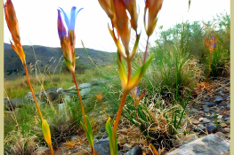 Wild is beautiful 