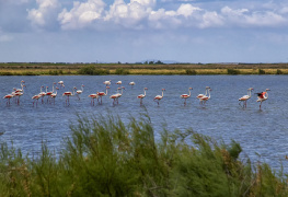 Flamingolar
