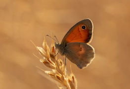 Kelebek