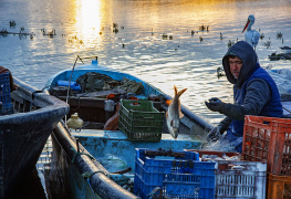 Bereketli Balıkçısı