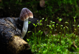 Cogumelo