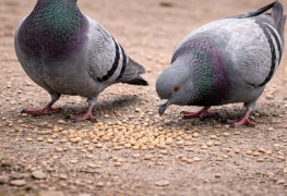 Gökyüzü Kırıntısı