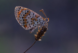 İparhan - Hayırlı Bayramlar...