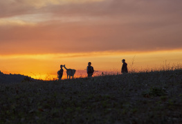 Dalliıca Sırtlarında Akşam