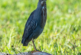 Fotografando aves