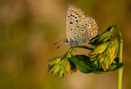 Kelebek