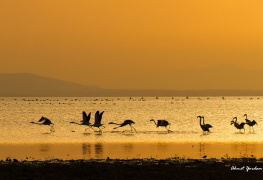 Flamingolar