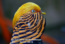 Golden Pheasant