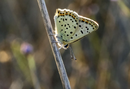 Kelebek