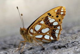 Kelebek