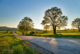 Yol