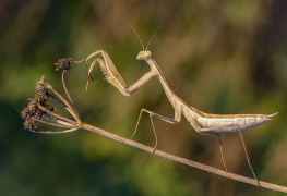 Peygamber Devesi