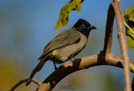 White-spectacled Bulbul 