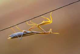 Peygamber Devesi
