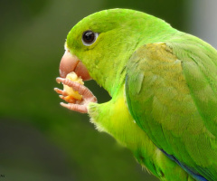 Periquito