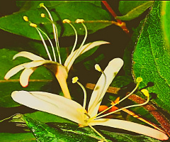Delicate & Fragrant 