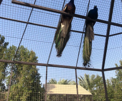 At the Zoo