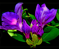 BLÜTEN