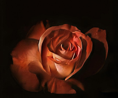 A Whisper in shadows 