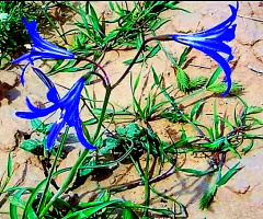 Neelofer the Blue Beauty 