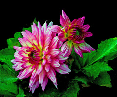 BLÜTEN