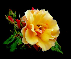 BLÜTE