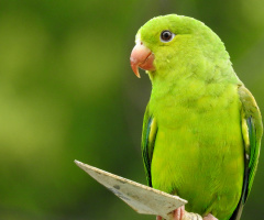 Periquito