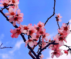Spring is here ❤️⚜️