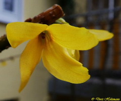 Forsythia