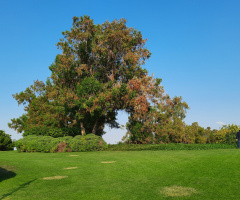 Trees and grass 