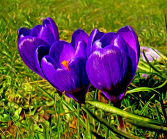 BLÜTEN