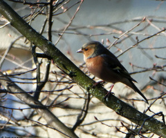 Robin