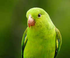 Periquito