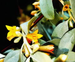 سنجد, Sinjid tree flowers 